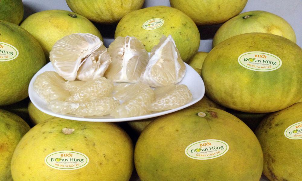 Cây bưởi đoan hùng, giống bưởi đoan hùng, đặc sản phú thọ