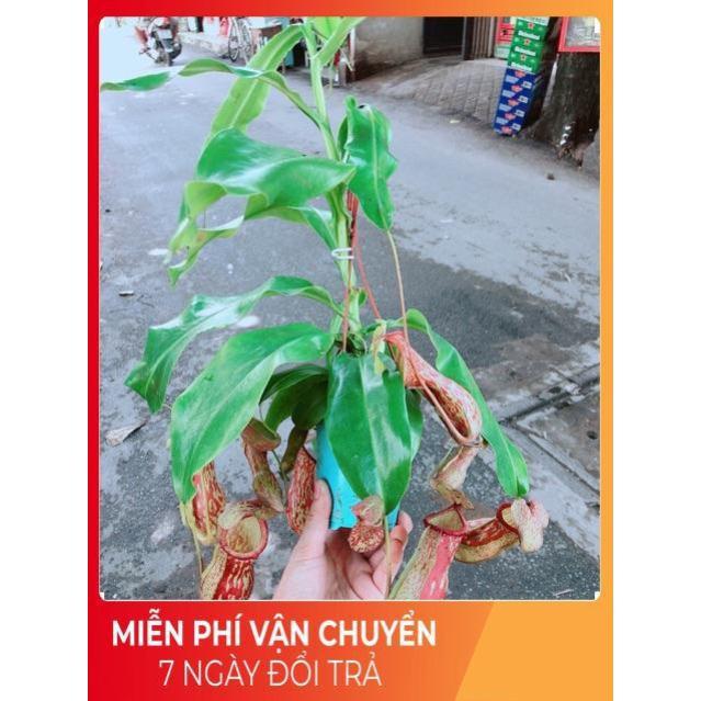 Cây Nắp Ấm