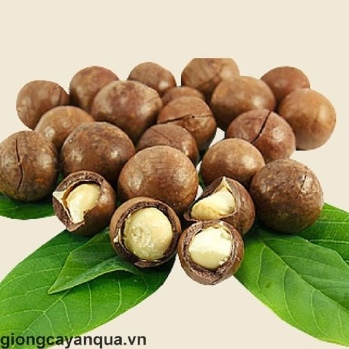 CÂY GIỐNG: CÂY MẮC CA - CAM KẾT GIỐNG CHUẨN