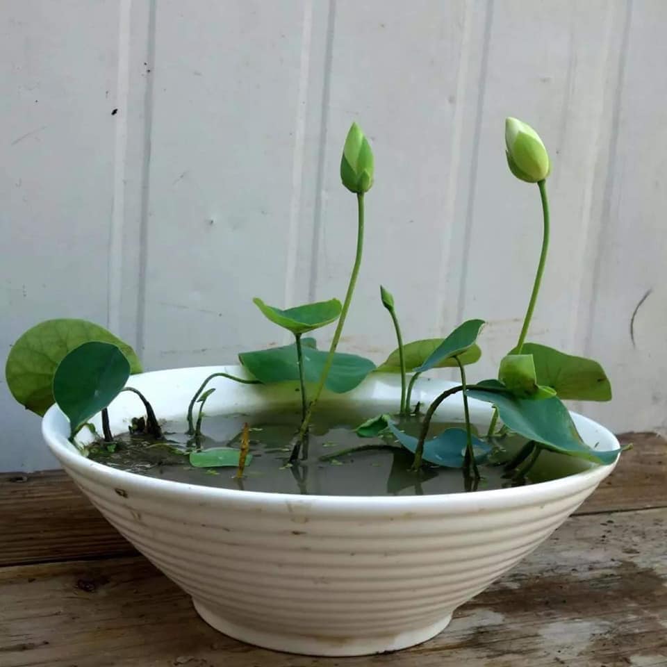 Bộ 2 Gói Hạt Giống Sen Nhật Mini - Nảy Mầm Cực Chuẩn