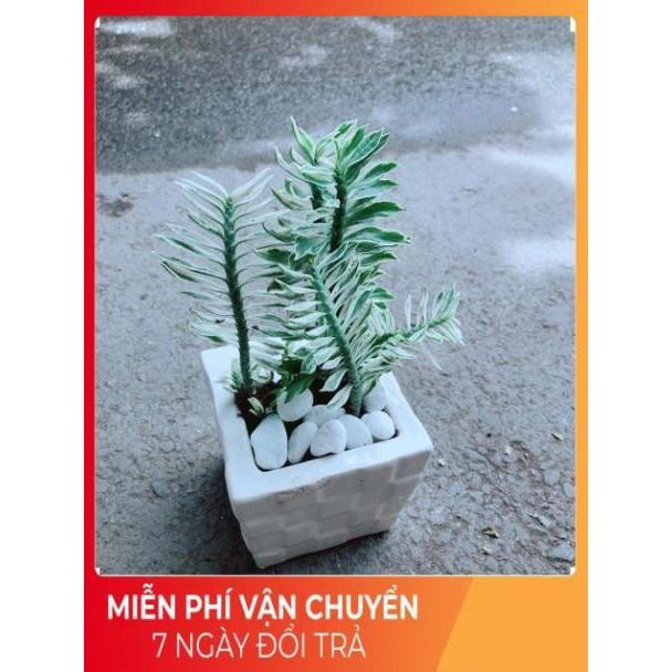 Chậu Cây Chân Rết