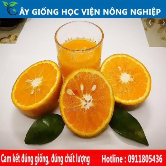 Sản phẩm Cây Ăn Trái giống cam sành Hà Giang