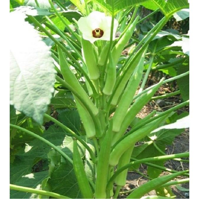Hạt giống đậu bắp cao sản KNS372 - Gói 10gram