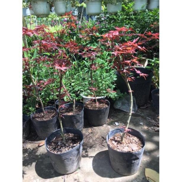 Cây phong lá đỏ