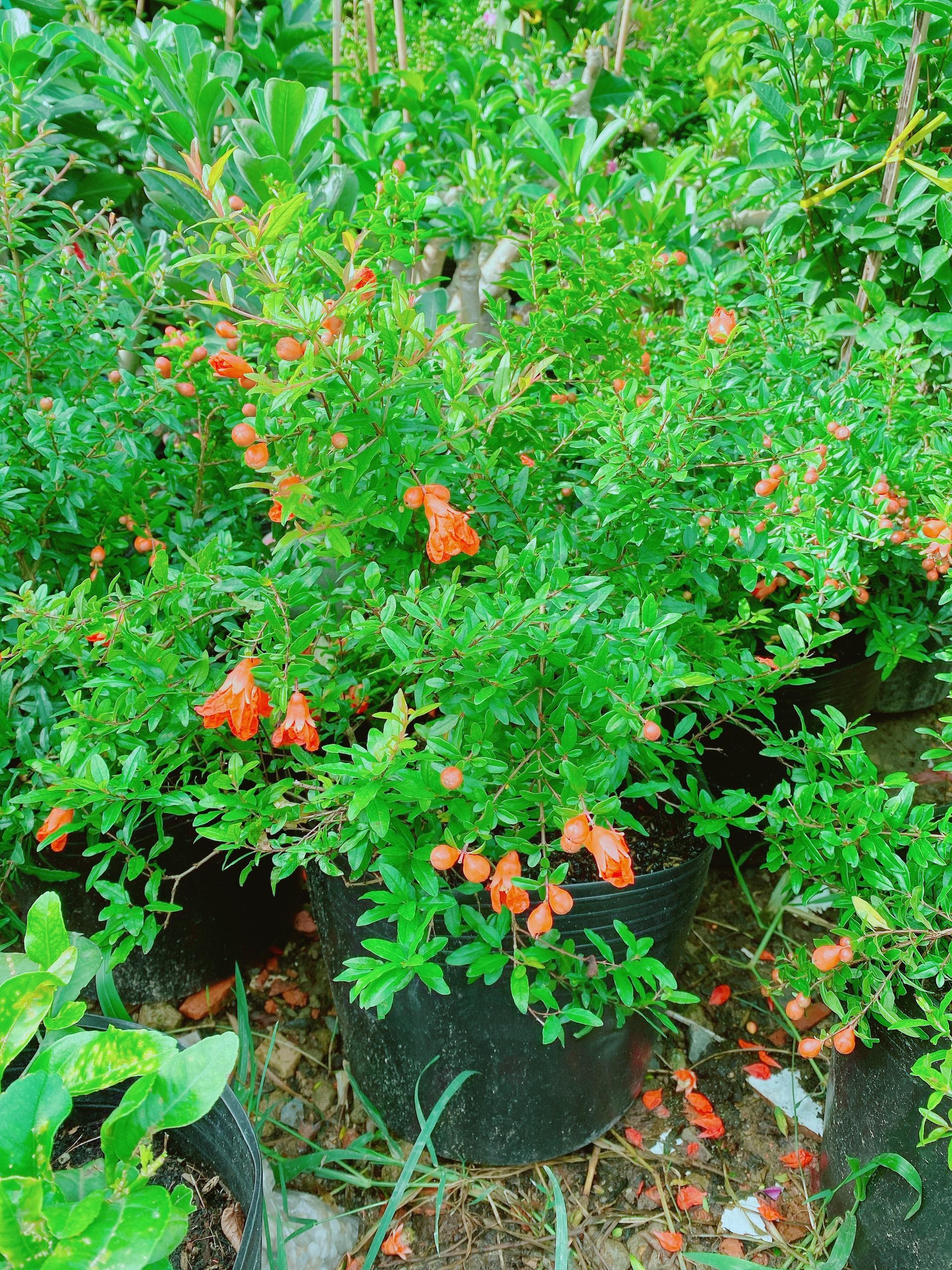 Cây Lựu Đỏ Lùn Giống Ấn Độ siêu nụ hoa