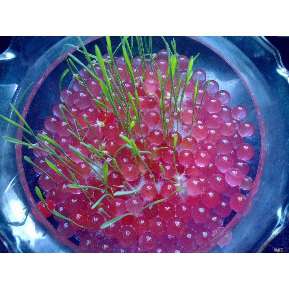 Hạt nở cho cây trồng thủy sinh, hạt nở dinh dưỡng 10gr