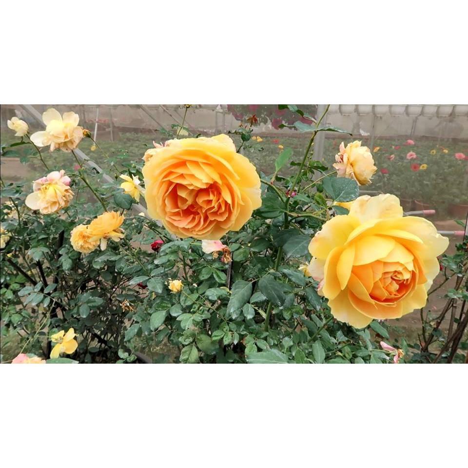 Hoa Hồng Ngoại Thân Gỗ