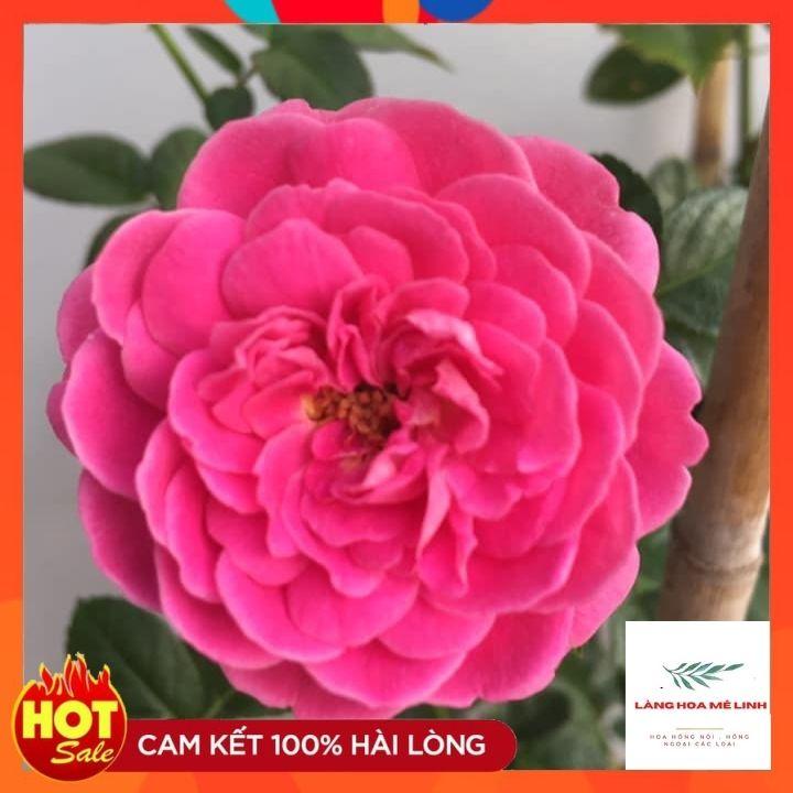 Hoa hồng bụi tím Blue Boy Rose cây rất thường xuyên cho hoa,mỗi đợt hoa tạo thành từng chùm