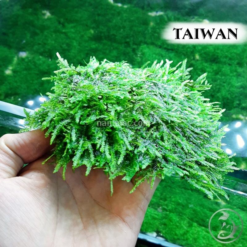 Rêu Taiwan | Loài Rêu Thuỷ Sinh Đẹp - Dễ Phát Triển