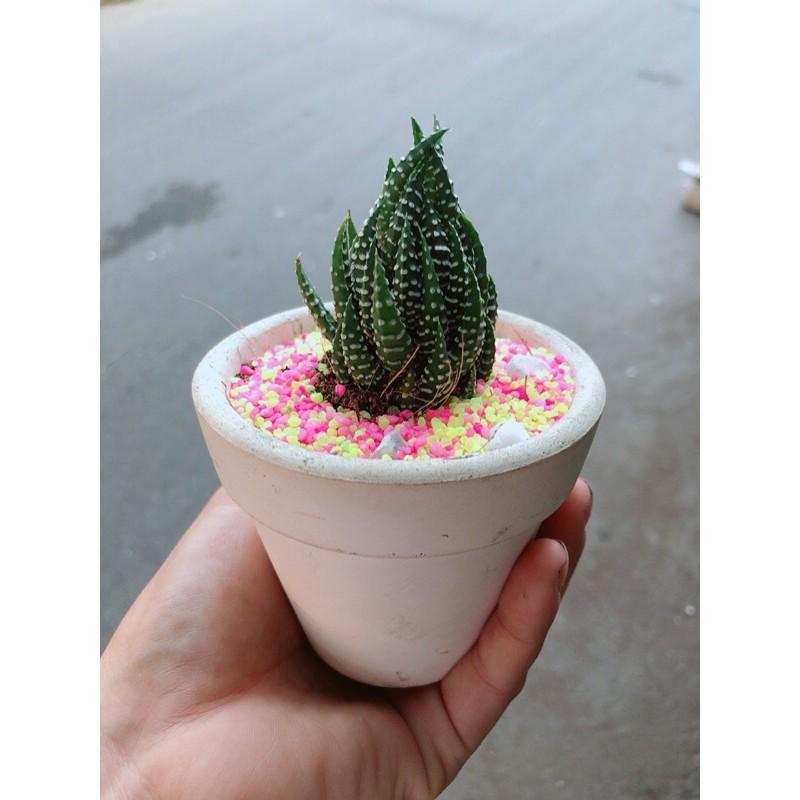 Chậu Móng Rồng Búp