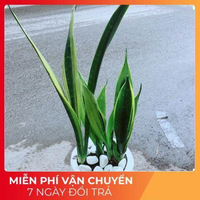 Chậu Lưỡi Hổ Hoàng Kim