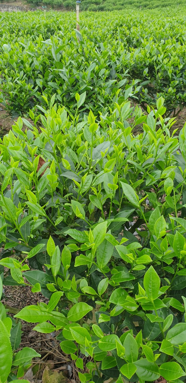 500 Gram trà tôm nõn đặc biệt Tân Cương Thái Nguyên, chất lượng hảo hạng, top 10 cơ sở uy tín tại Thái Nguyên