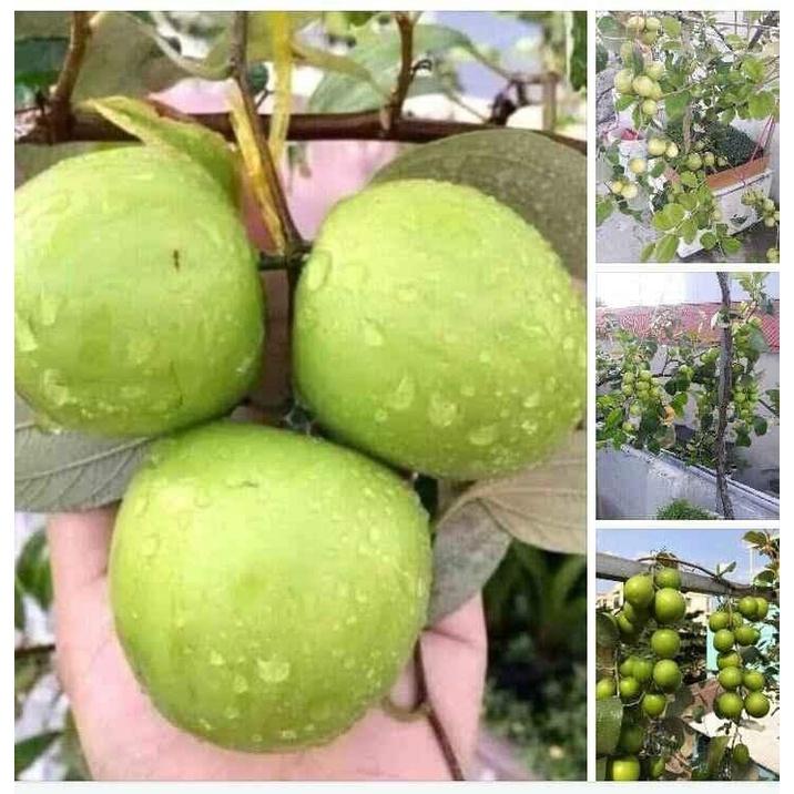 Giống Cây Táo Đại thái lan