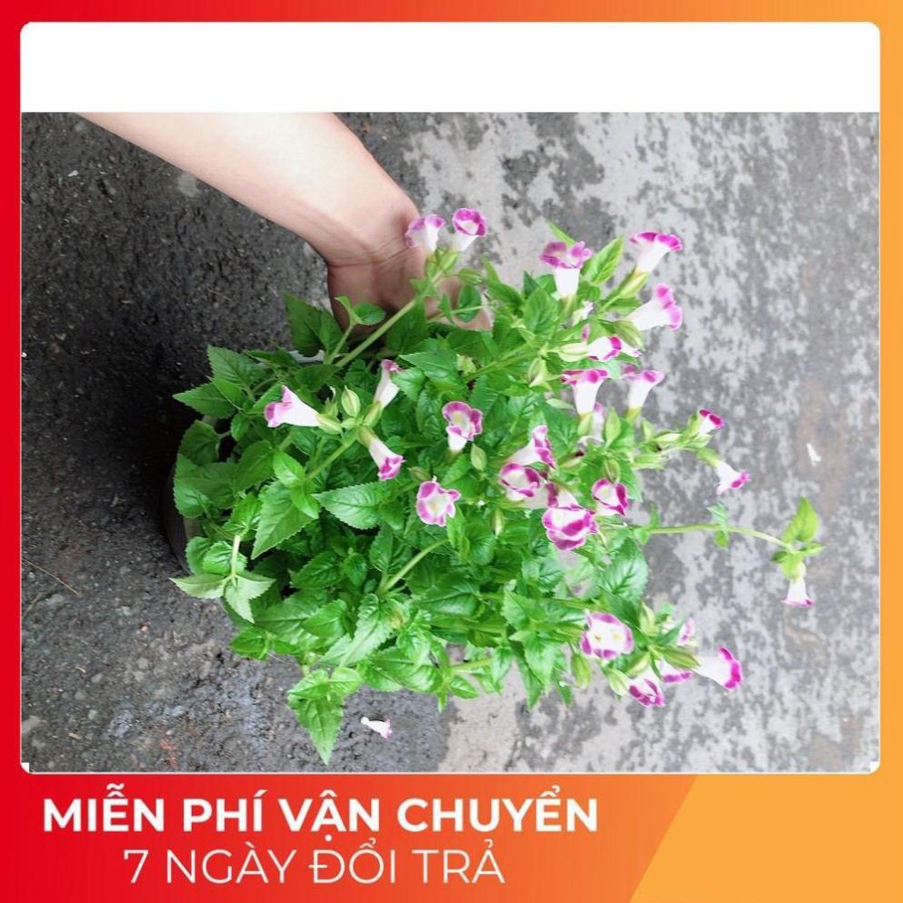 Chậu Hoa Ban Sê