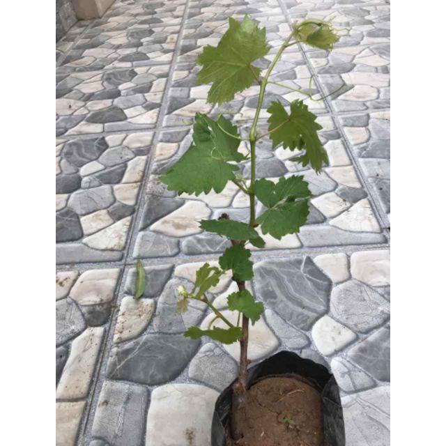 Cây giống Nho Ngón Tay