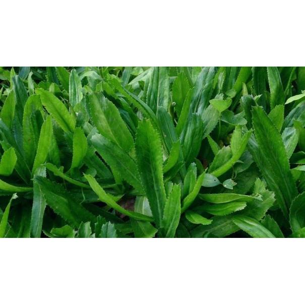 Gói 1g hạt giống ngò gai