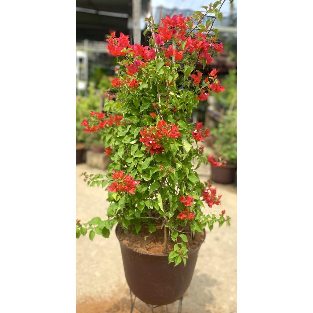 Chậu hoa giấy Thái màu đỏ cờ