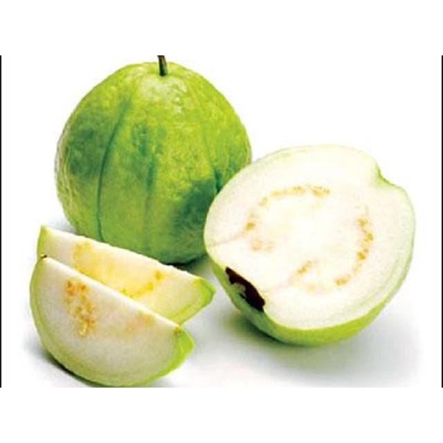 Ổi Găng Đông Dư, giá rẻ, dễ trồng, sai quả, ra quả quanh năm, quả ngâm r, chấm muối ớt hết nước chấm