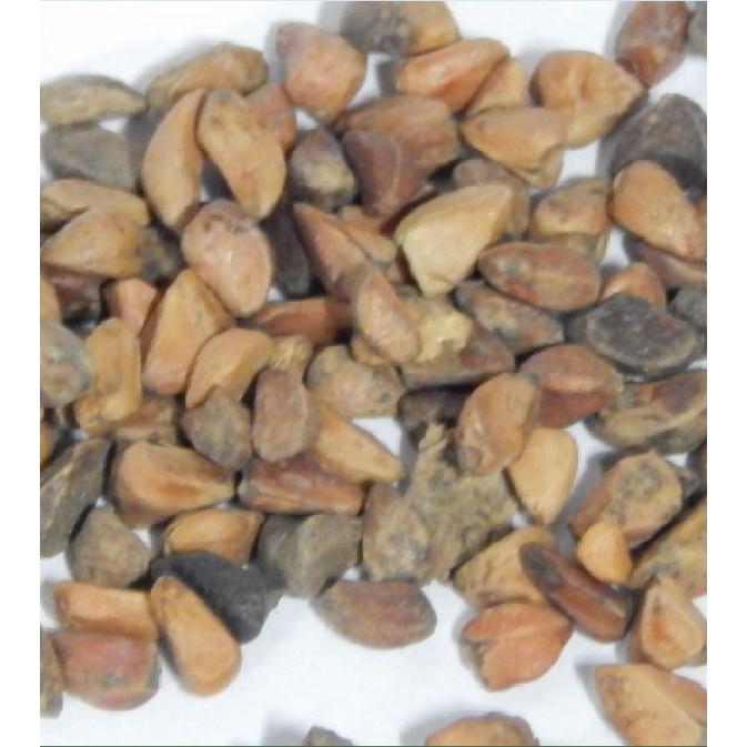 Hat giống hoa hồng xanh dể trồng f1 - Gói 10 hạt-tặng kèm gói kích mầm