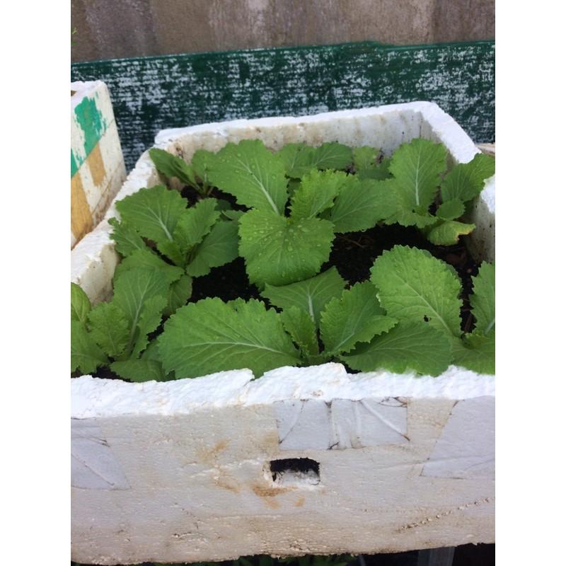 Hạt giống cải bẹ xanh mỡ