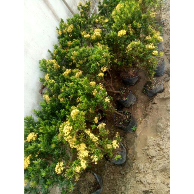 Hoa trang vàng lá nhỏ -hoa đơn bỉ vàng lá nhỏ - cây giống