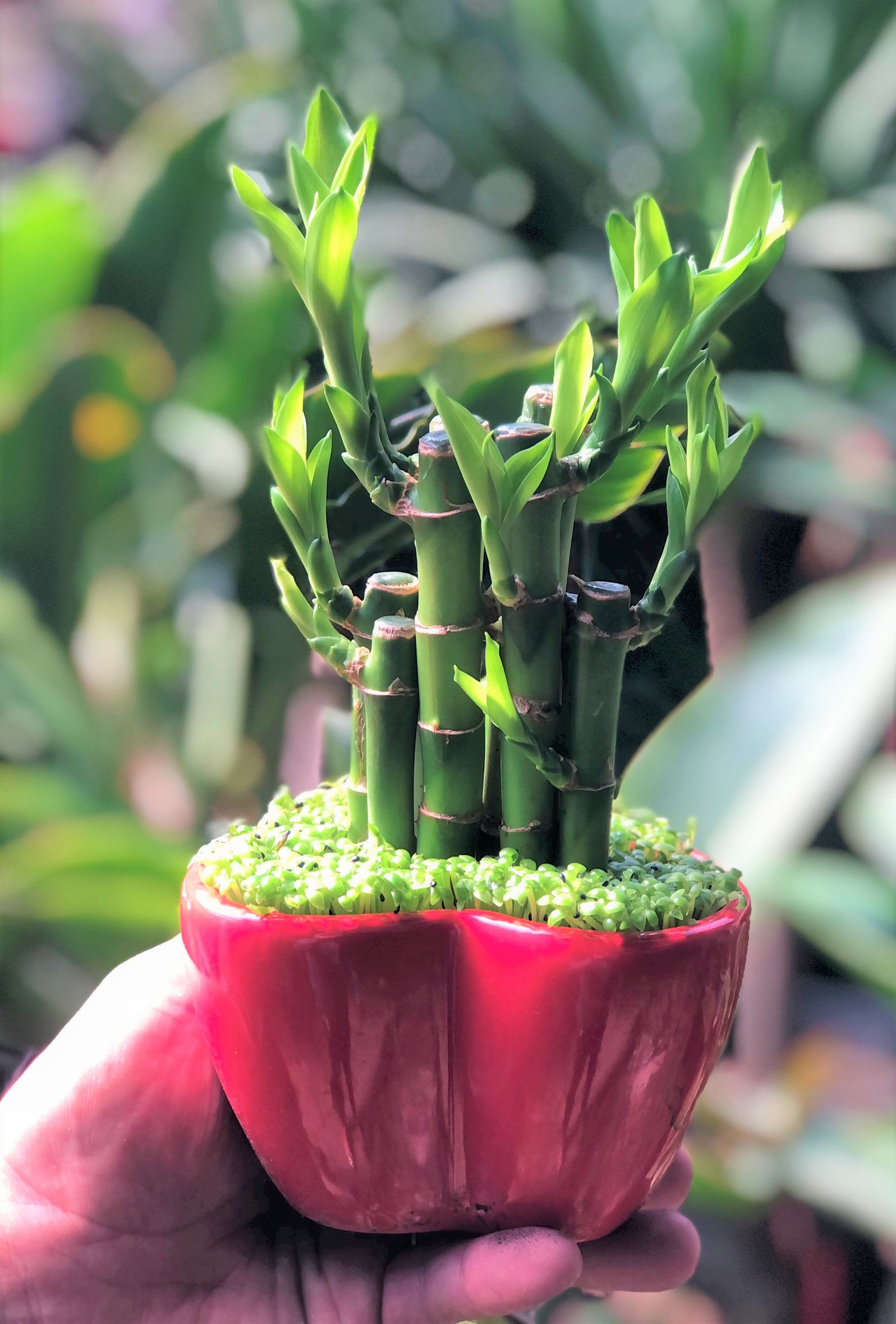 Chậu trái tim trúc Phú Quý