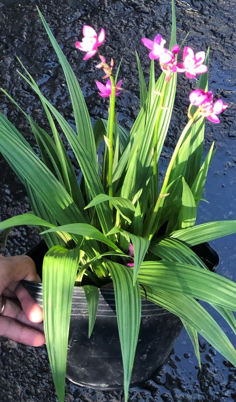 Chậu địa lan hoa màu tím