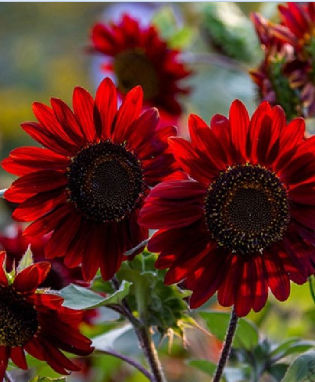 Hạt giống hoa hướng dương hoa đỏ - Gói 10 hạt