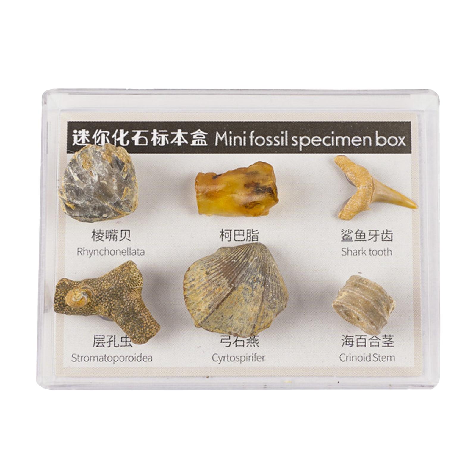 6pcs  Specimens Mineral Science Educational Toys Kids Activities