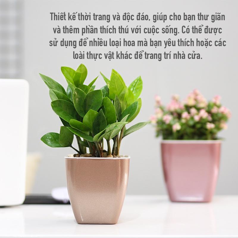 Chậu cây để bàn Oliz G1. Chậu trồng cây tự tưới. Decor nhà cửa, văn phòng, bàn làm việc