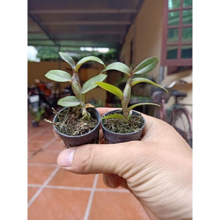 Phi điệp rừng nhiều vùng miền