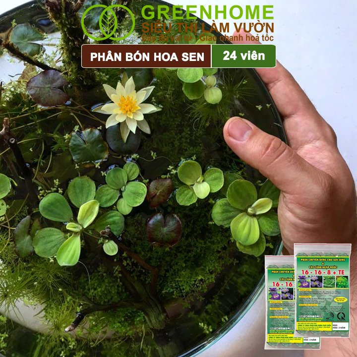 Phân Bón Hoa Sen Greenhome, Vỉ 24 Viên, Cây Thuỷ Sinh, Ngập Nước, Cho Hoa To, Hoa Đậm Màu, Lâu Tàn, Tốt Lá