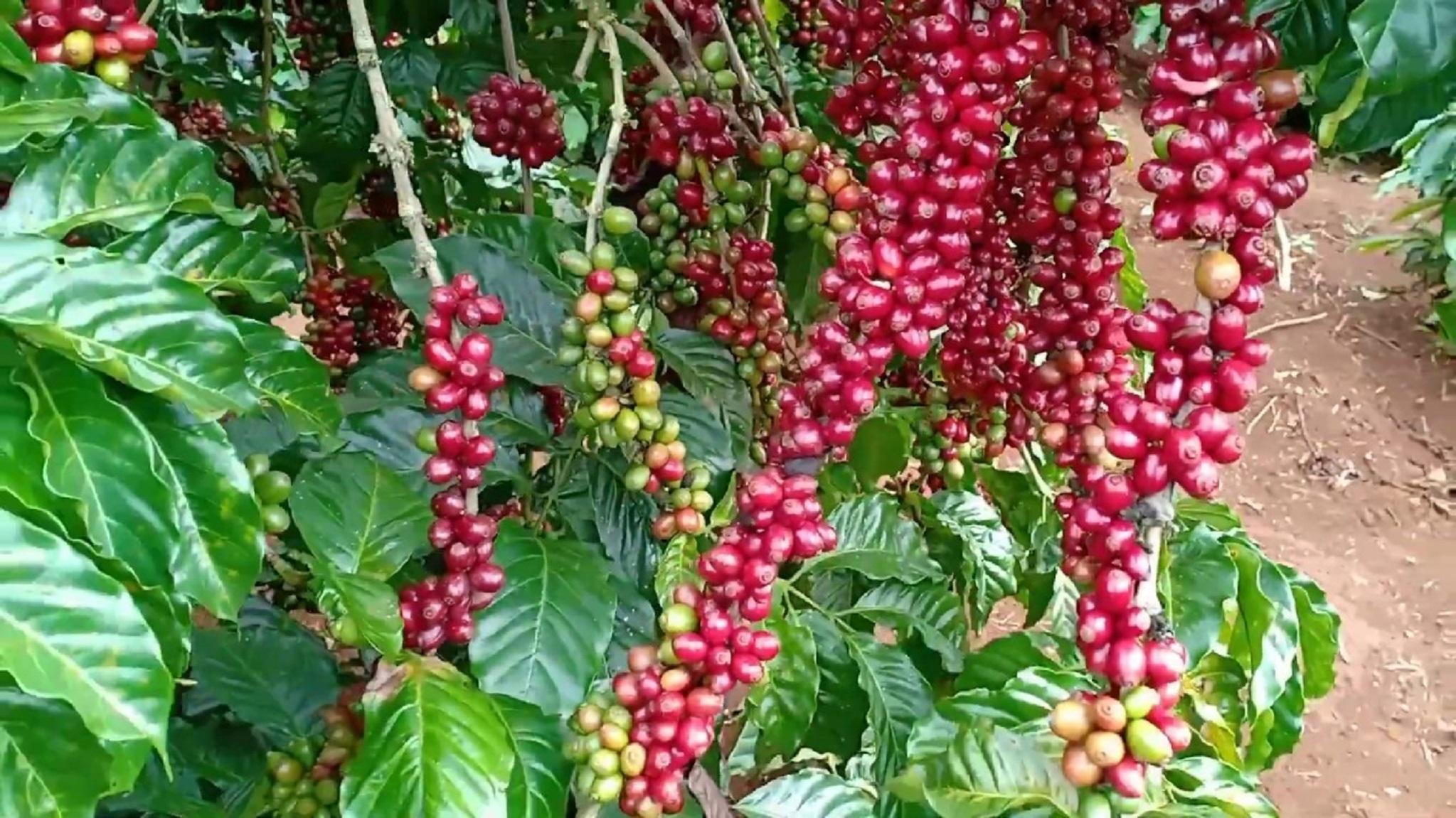 Cây giống Cà Phê vối CAO SẢN TR4 CÂY GHÉP