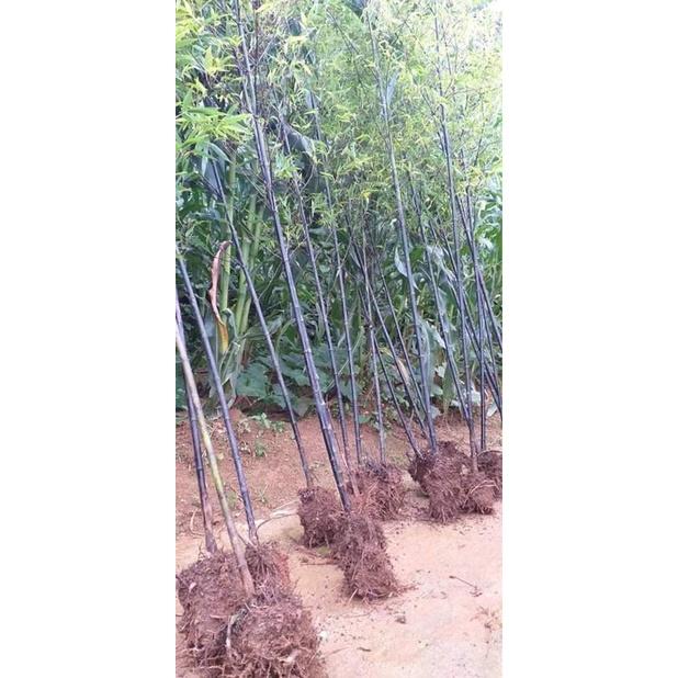 Cây trúc đen cực quý hiếm -1 thân cây giống - ăn măng siêu ngon,làm cây phong thủy