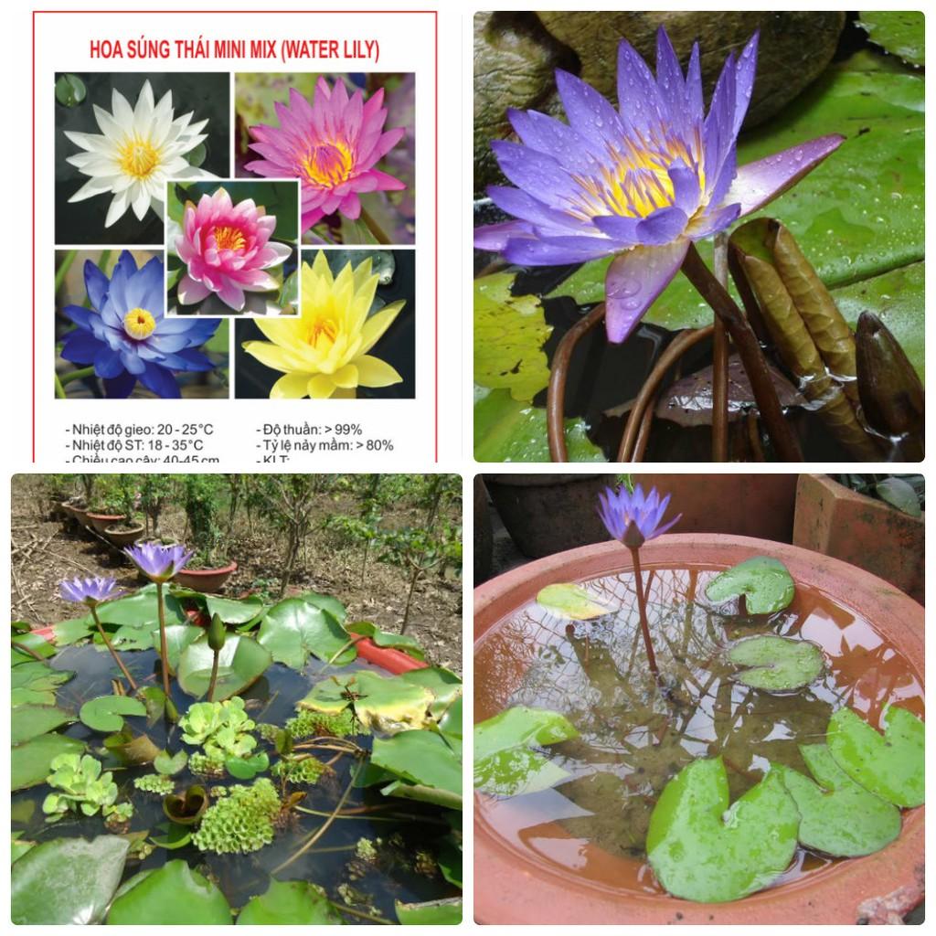 Hạt giống Hoa Súng thái lan, hoa Súng mini nhiều màu nảy mầm cao waterlily seeds - not lotus