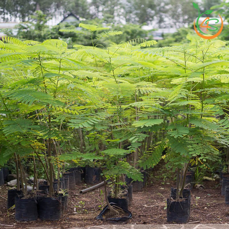 Cây giống phượng đỏ, giống nguyên bầu, cây đẹp