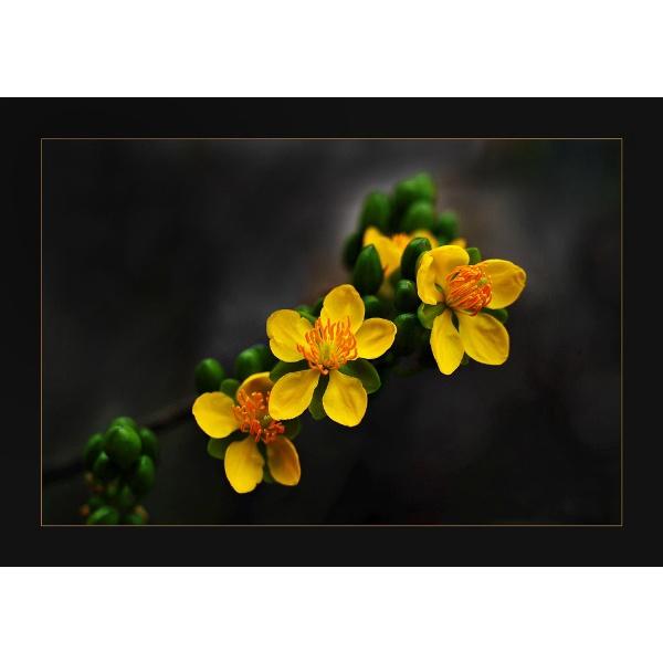 CÂY GIỐNG MAI TỨ QUÝ giống chuẩn cao 1m