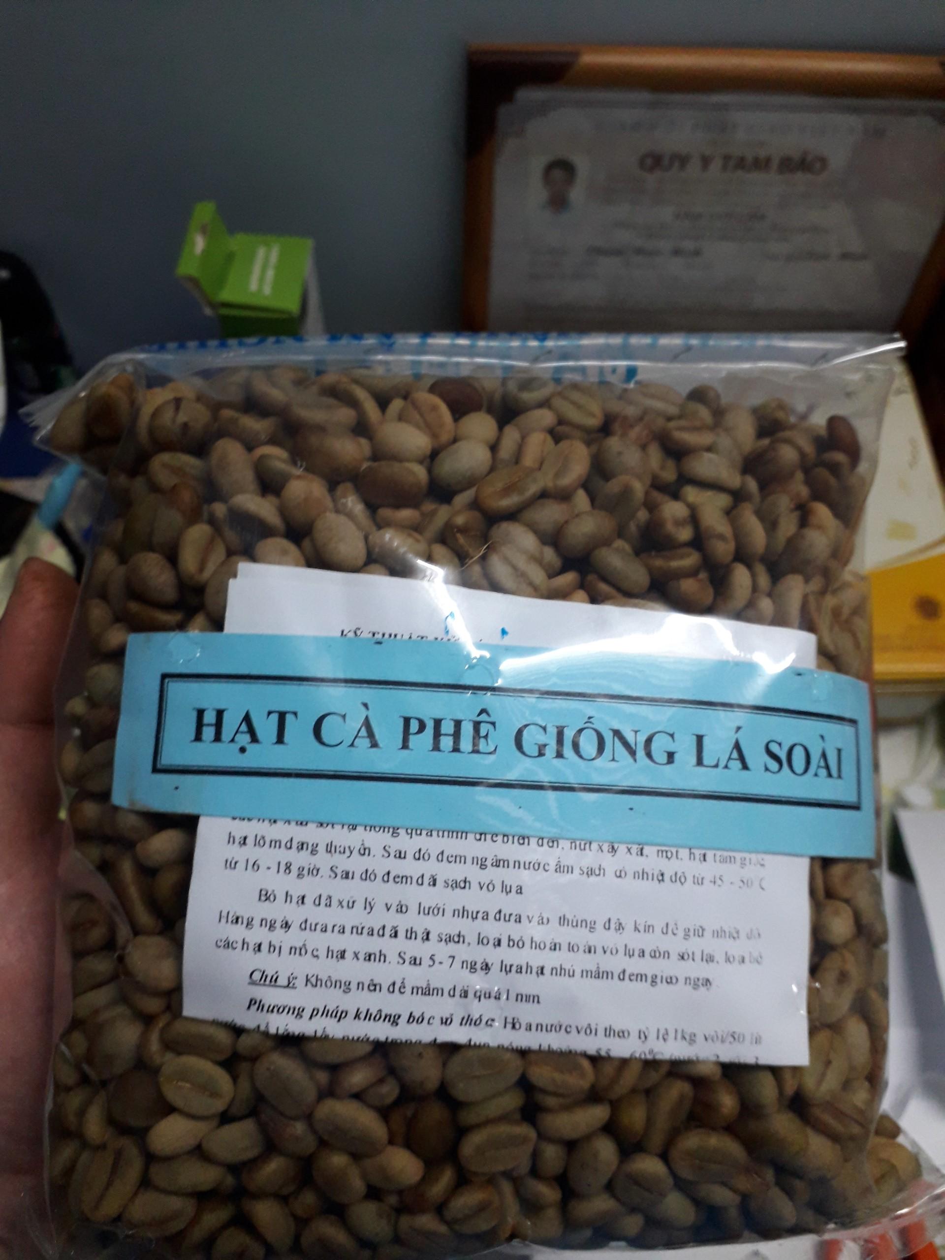 0.5 KG HẠT GIỐNG CÀ PHÊ HỮU THIÊN LÁ XOÀI [ HT1 ] CAO SẢN - HẠT TUYỂN CHỌN BAO NẢY MẦM. [ 2023 ]