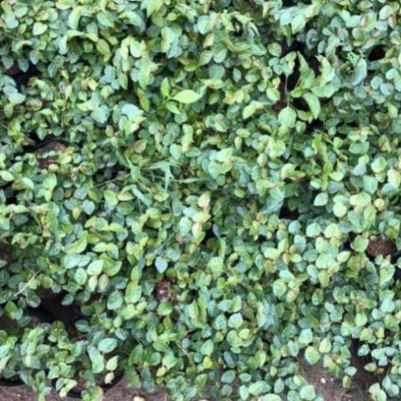 CÂY VẢY ỐC TRỒNG BỊCH ĐEN NHIỀU NGỌN SUM SUÊ DÀI 15-20CM CÂY SỐNG KHỎE THÍCH HỢP LÀM CÂY LEO BÁM