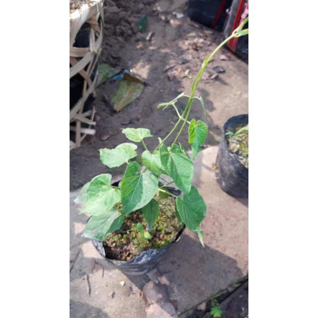 Sản phẩm CÂY GIỐNG THIÊN LÝ