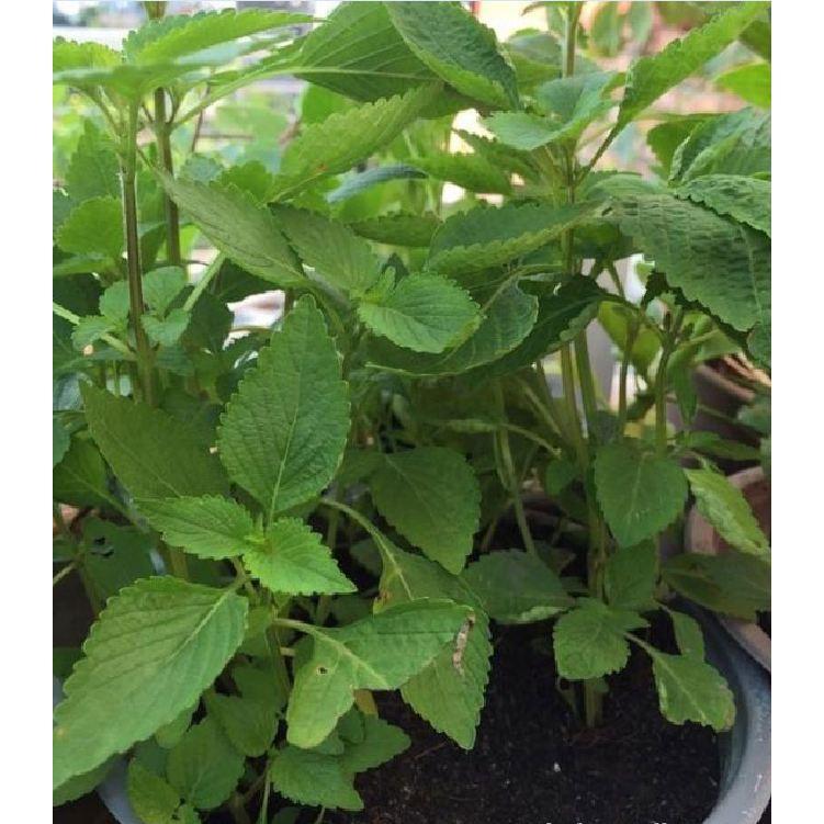 Hạt Giống Rau Kinh Giới - 2gram/gói