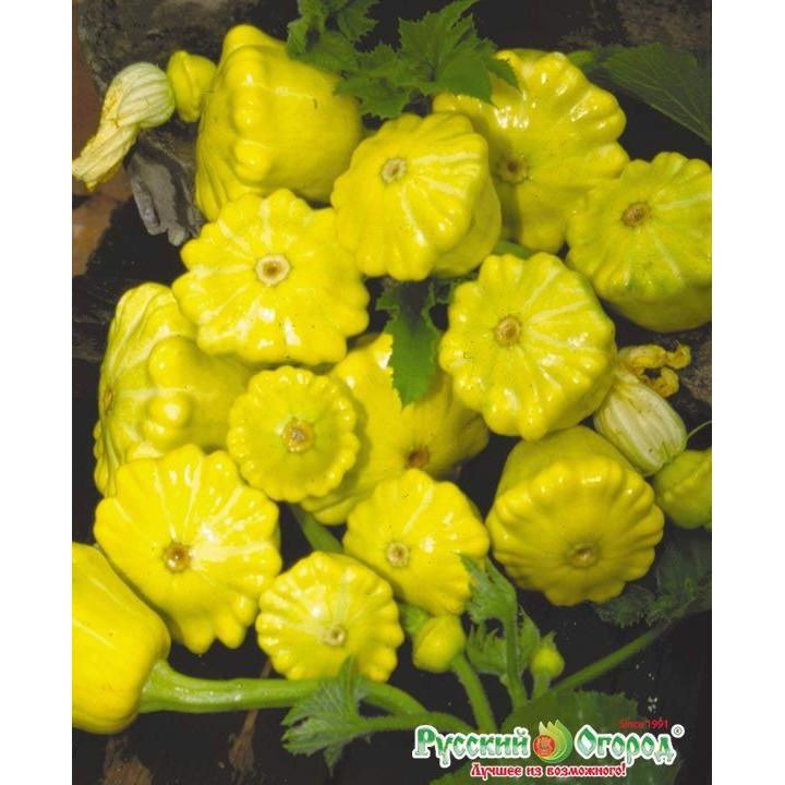 Hạt Giống Bí Đĩa Bay Mix Màu - 10 Hạt - tặng 3 viên nén ươm hạt