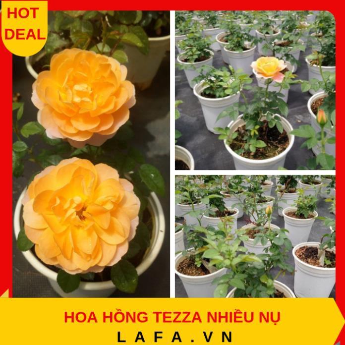 Combo 2 cây hoa hồng tezza - cây có bầu đất khỏe