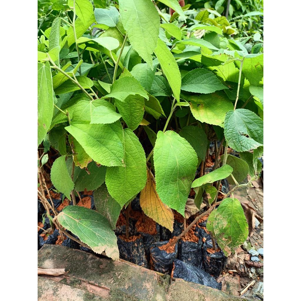 Cây giống an xoa tím