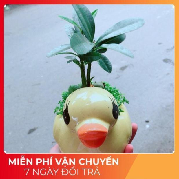 Chậu Vịt Vàng May Mắn
