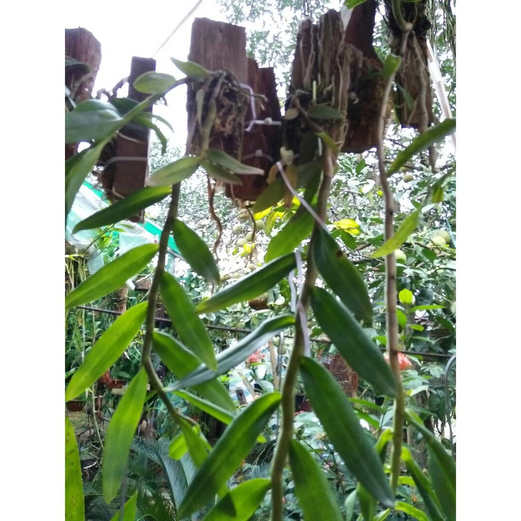 Sản Phẩm hoa phong lan phi điệp tím thái