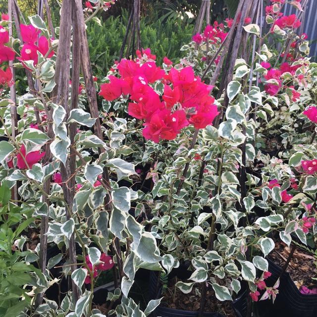 Cây hoa giấy cẩm thạch- cây đang hoa size to