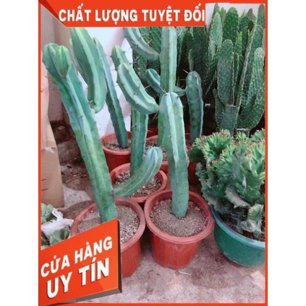 Xương Rồng Size Đại