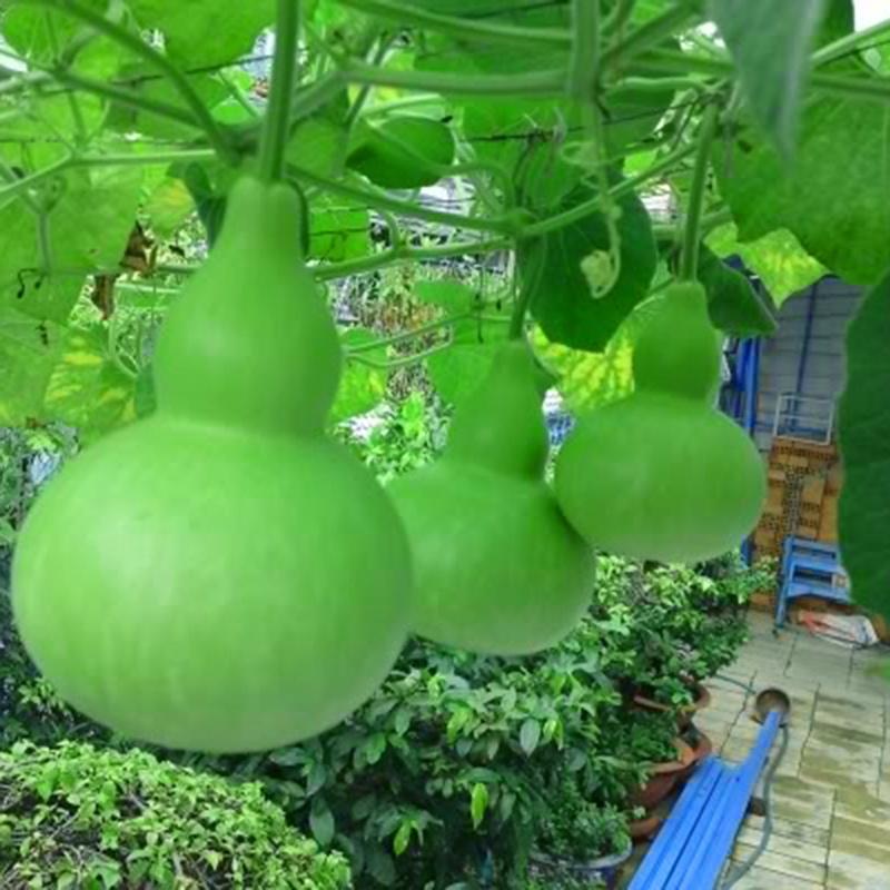 Hạt giống bầu hồ lô cao sao CT01 - Gói 10 hạt