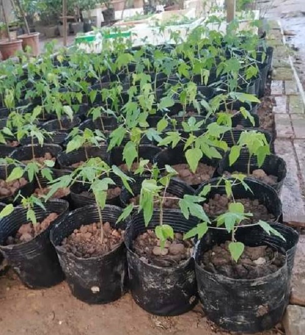 Hạt Giống Đu Đủ Ruột Đỏ F1 - Đu Đủ Năng Suất Cao Ngon Ngọt - Gói 5 Hạt